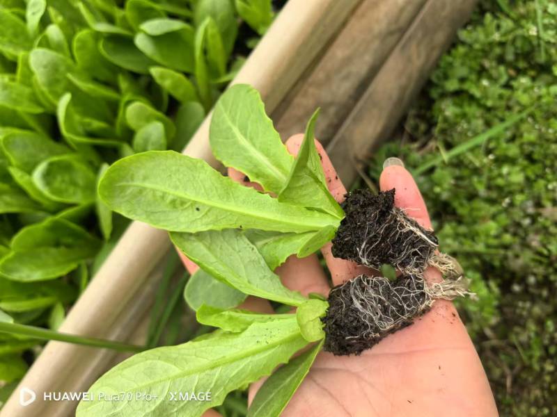 三青莴笋苗，青皮青叶青肉！全国可发货！成活率高！