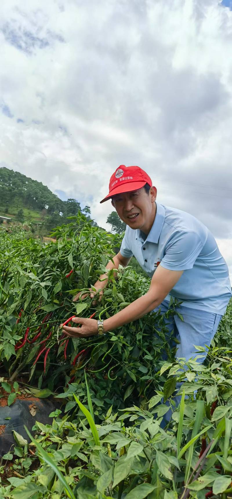 【推荐】云南鲜包红小米辣基地直发量大从优一条龙服务