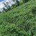 【推荐】云南鲜包红小米辣基地直发量大从优一条龙服务