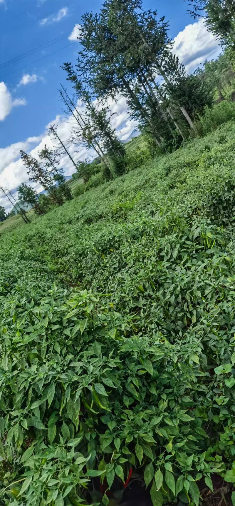 【推荐】云南鲜包红小米辣基地直发量大从优一条龙服务