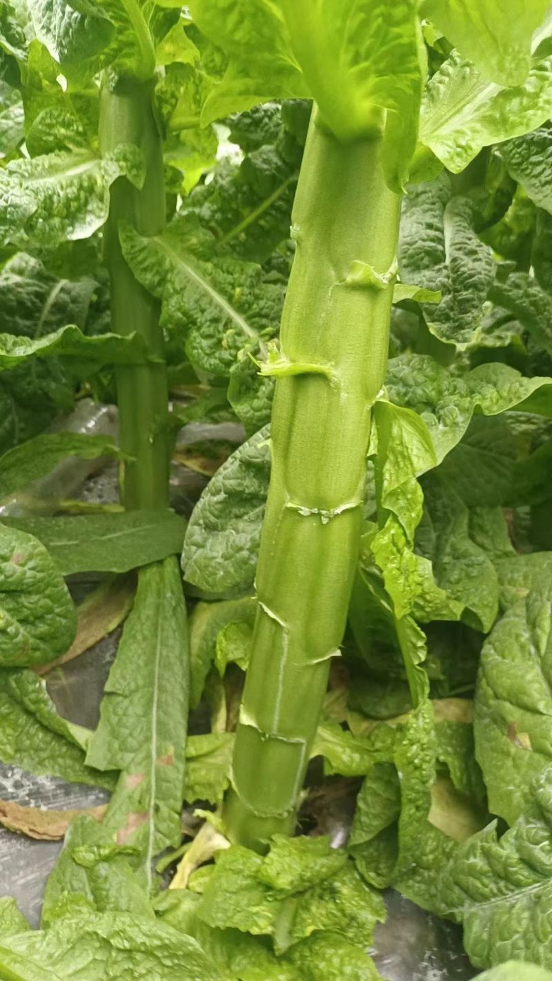 三青莴笋苗，青皮青叶青肉！全国可发货！成活率高！