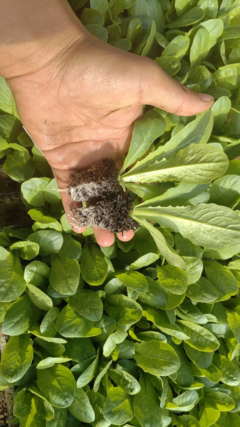 三青莴笋苗，青皮青叶青肉！全国可发货！成活率高！