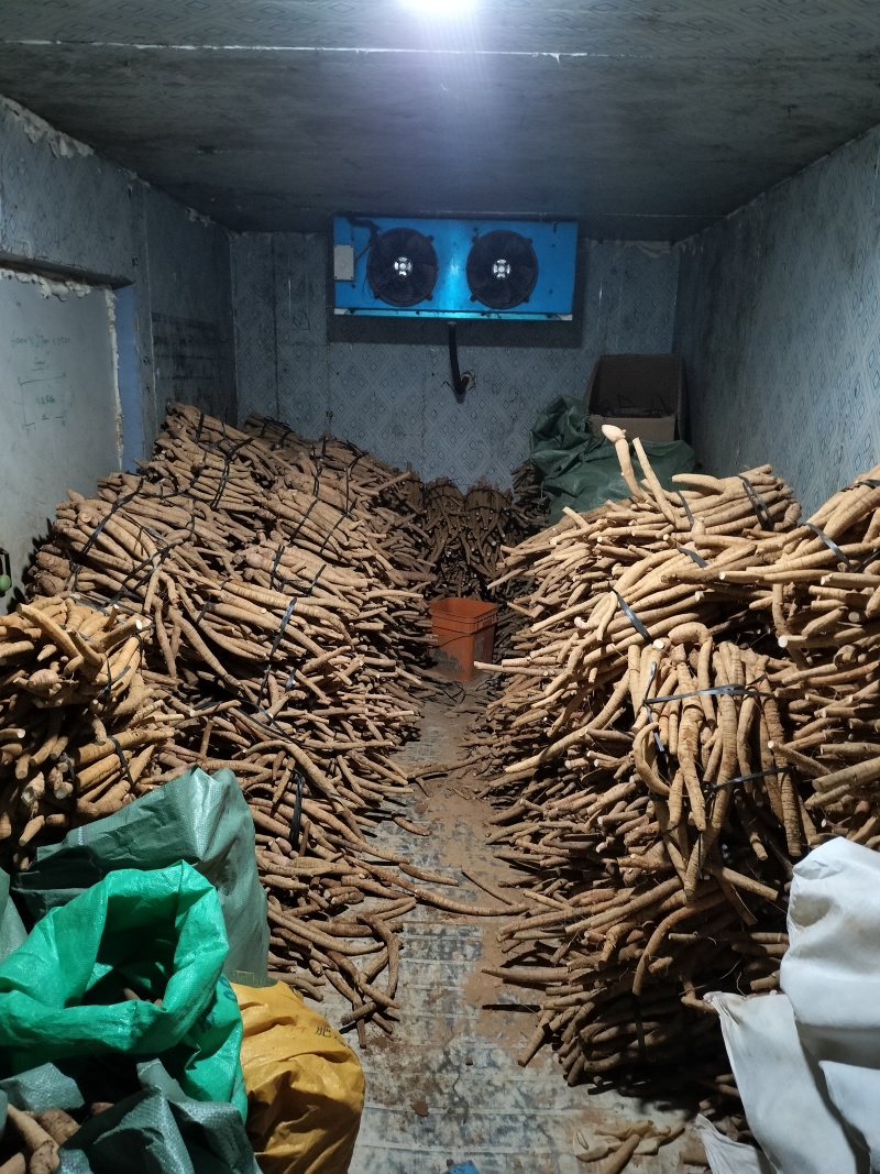 牛大力黄皮老牛大统货开挖，产地直销一手货源，次牛已经挑出