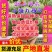 小糖丸，小吊瓜，全美2k小吊瓜，小糖丸西瓜，小糖丸西瓜