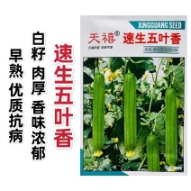 天禧速生五叶香丝瓜种子连续结瓜性强肉厚香味浓