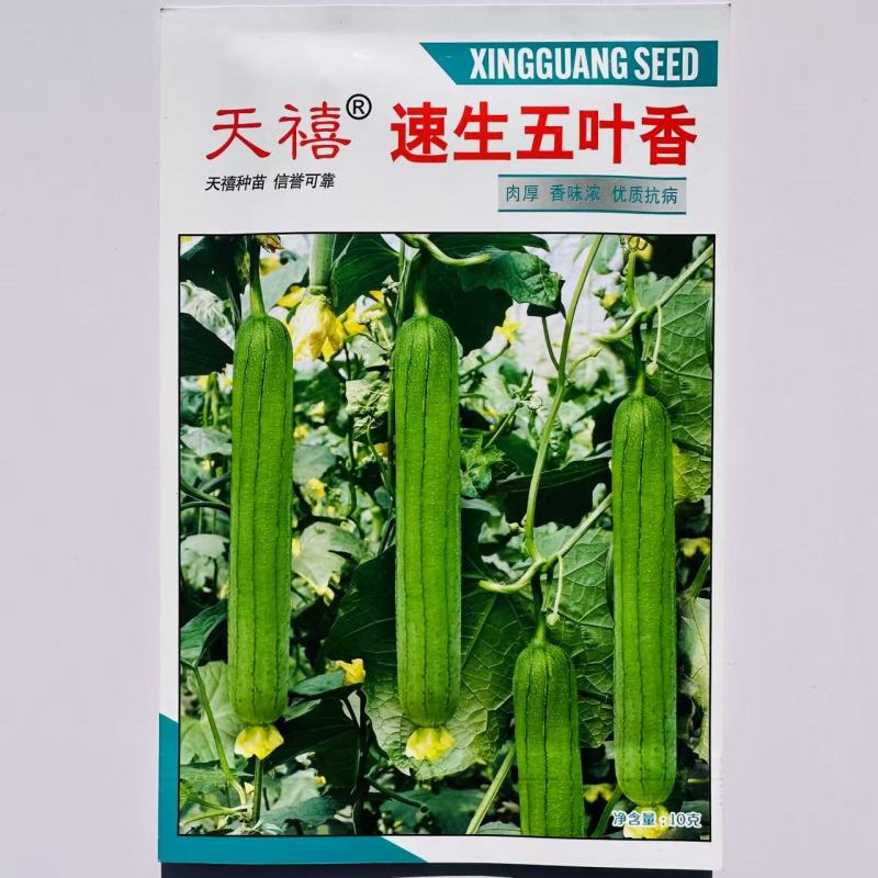 天禧速生五叶香丝瓜种子连续结瓜性强肉厚香味浓