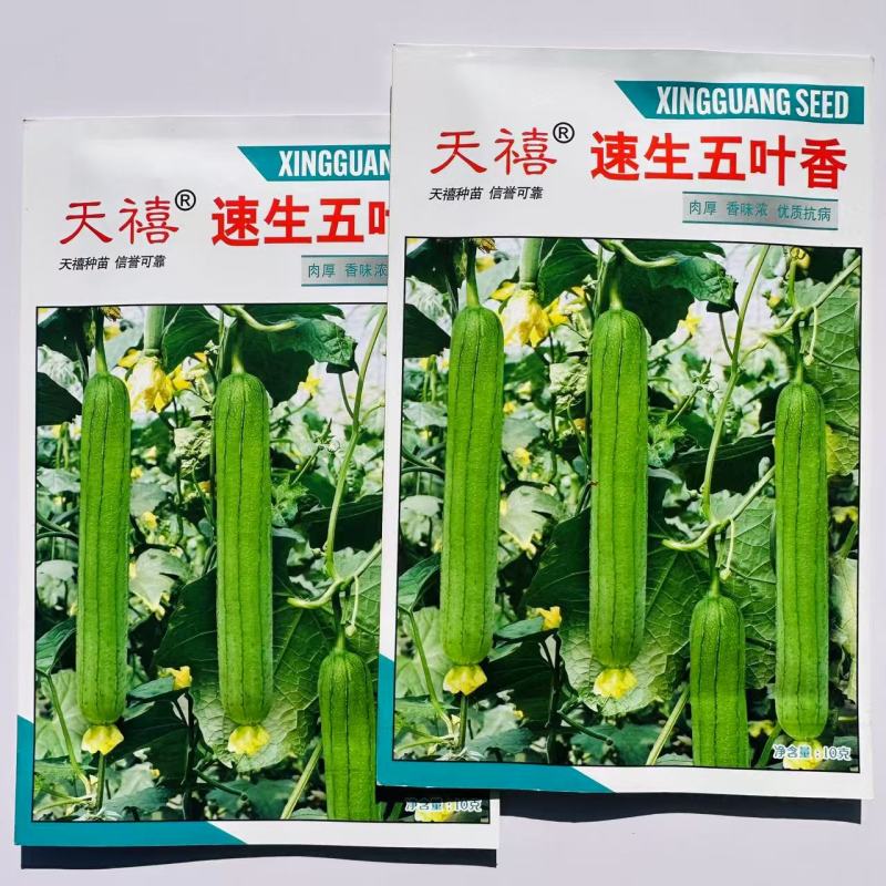 天禧速生五叶香丝瓜种子连续结瓜性强肉厚香味浓