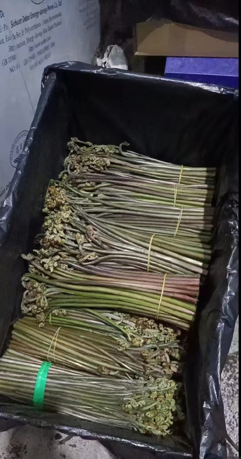 贵州野生蕨菜，每一份都是大自然对味蕾的深情告白。远离尘嚣，