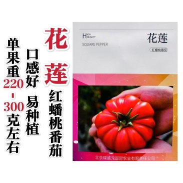 花莲红蟠桃番茄种子盆栽马蹄番茄种子巨型西红柿种子老品种