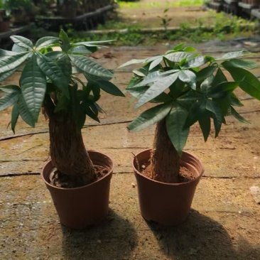 80发财树