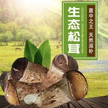 松茸生态松茸。人工松茸野生松茸