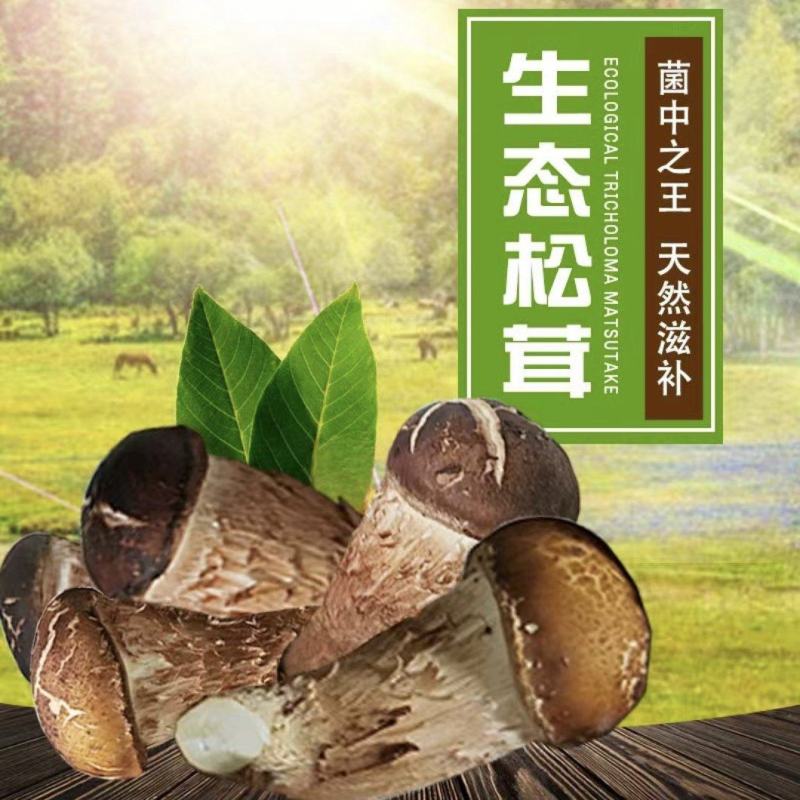 松茸干片生态松茸。人工松茸野生松茸