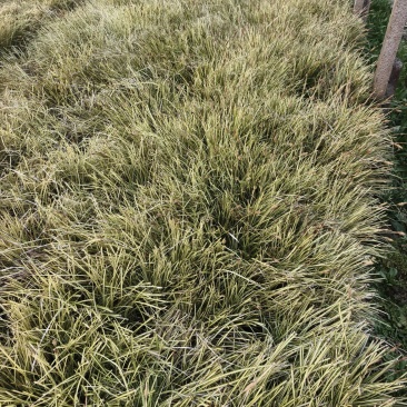 金叶苔草