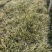 金叶苔草