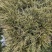 金叶苔草