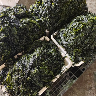 山东威海荣成腌渍裙带菜叶，梗，可各种包装，可一件代发。