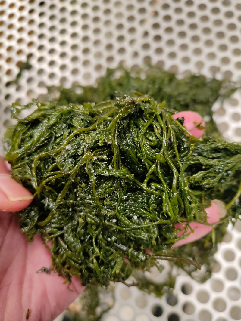 山东威海荣成腌渍裙带菜叶，梗，可各种包装，可一件代发。