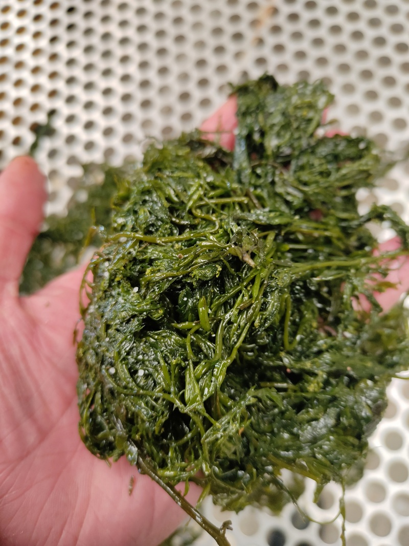 山东威海荣成腌渍裙带菜叶，梗，可各种包装，可一件代发。