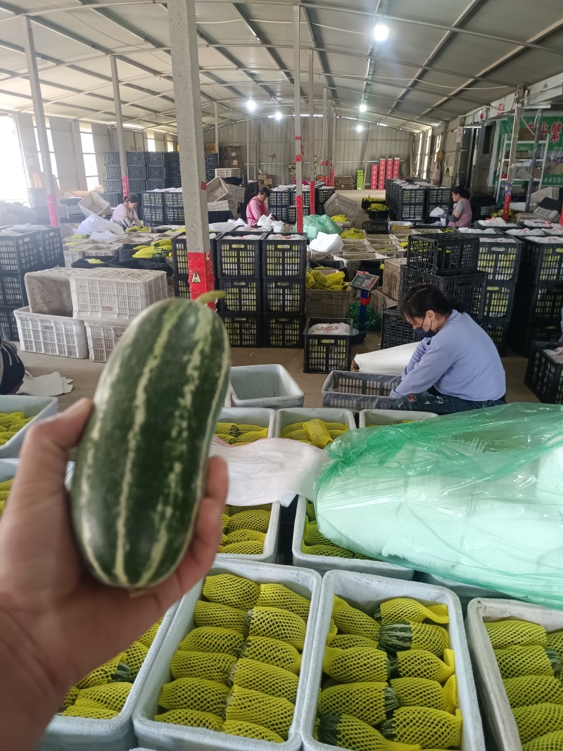 【实力】博洋九号甜瓜博羊9玻璃脆博洋72甜瓜产地量大口感