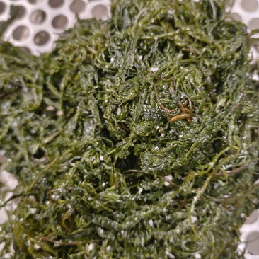 山东威海荣成腌渍马尾藻，今年的现货，支持一件代发欢迎垂询