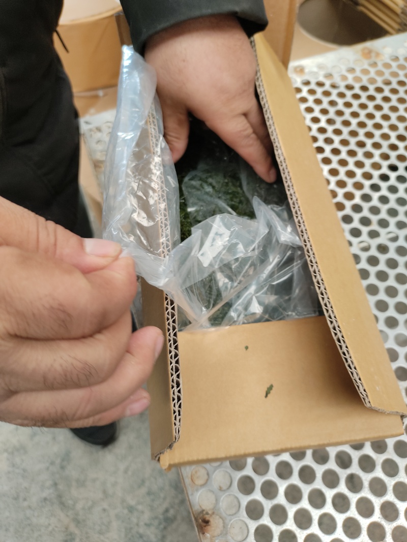 山东威海荣成腌渍马尾藻，今年的现货，支持一件代发欢迎垂询