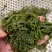 山东威海荣成腌渍马尾藻，今年的现货，支持一件代发欢迎垂询