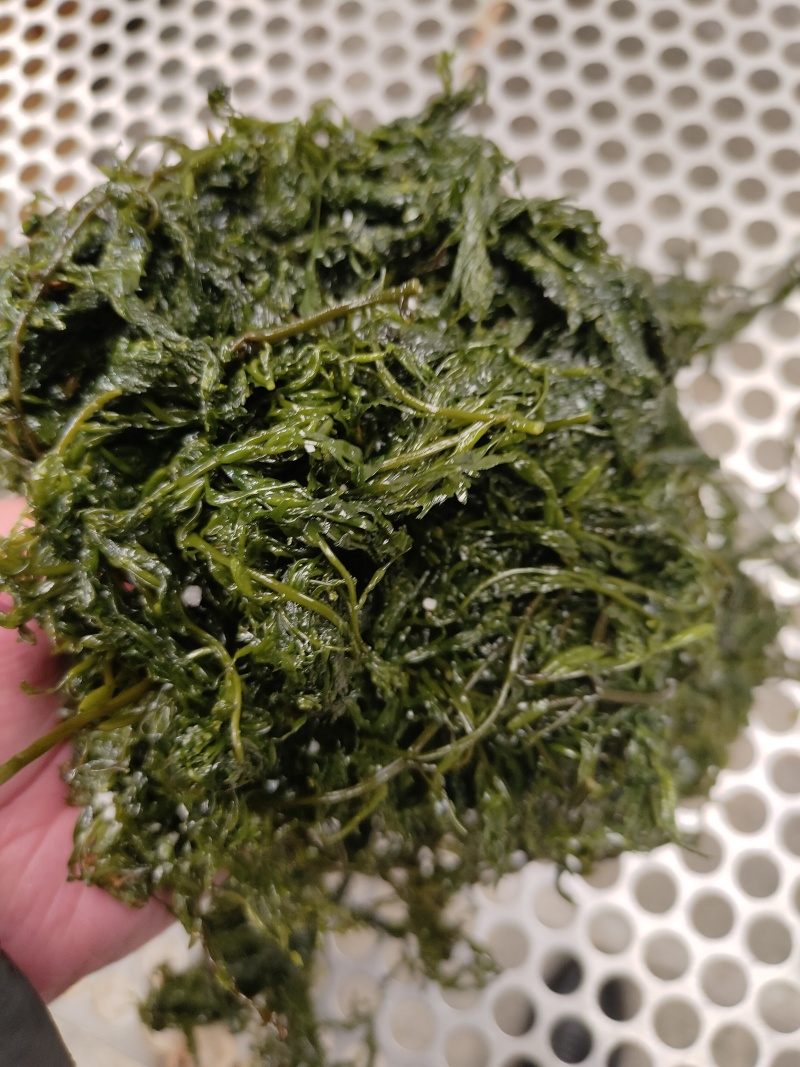 山东威海荣成腌渍马尾藻，今年的现货，支持一件代发欢迎垂询