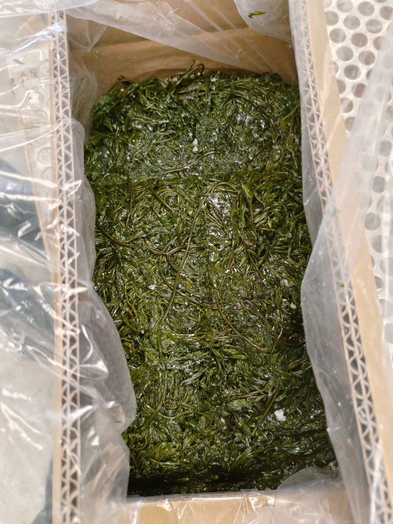 山东威海荣成腌渍马尾藻，今年的现货，支持一件代发欢迎垂询