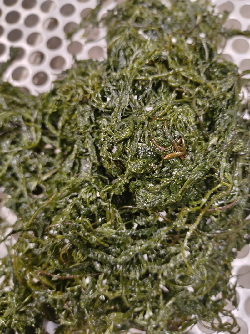 山东威海荣成腌渍马尾藻，今年的现货，支持一件代发欢迎垂询