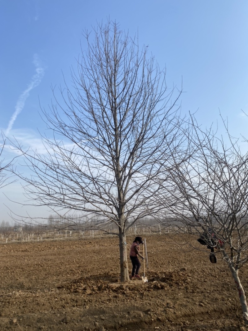 20公分娜塔栎—清地处理