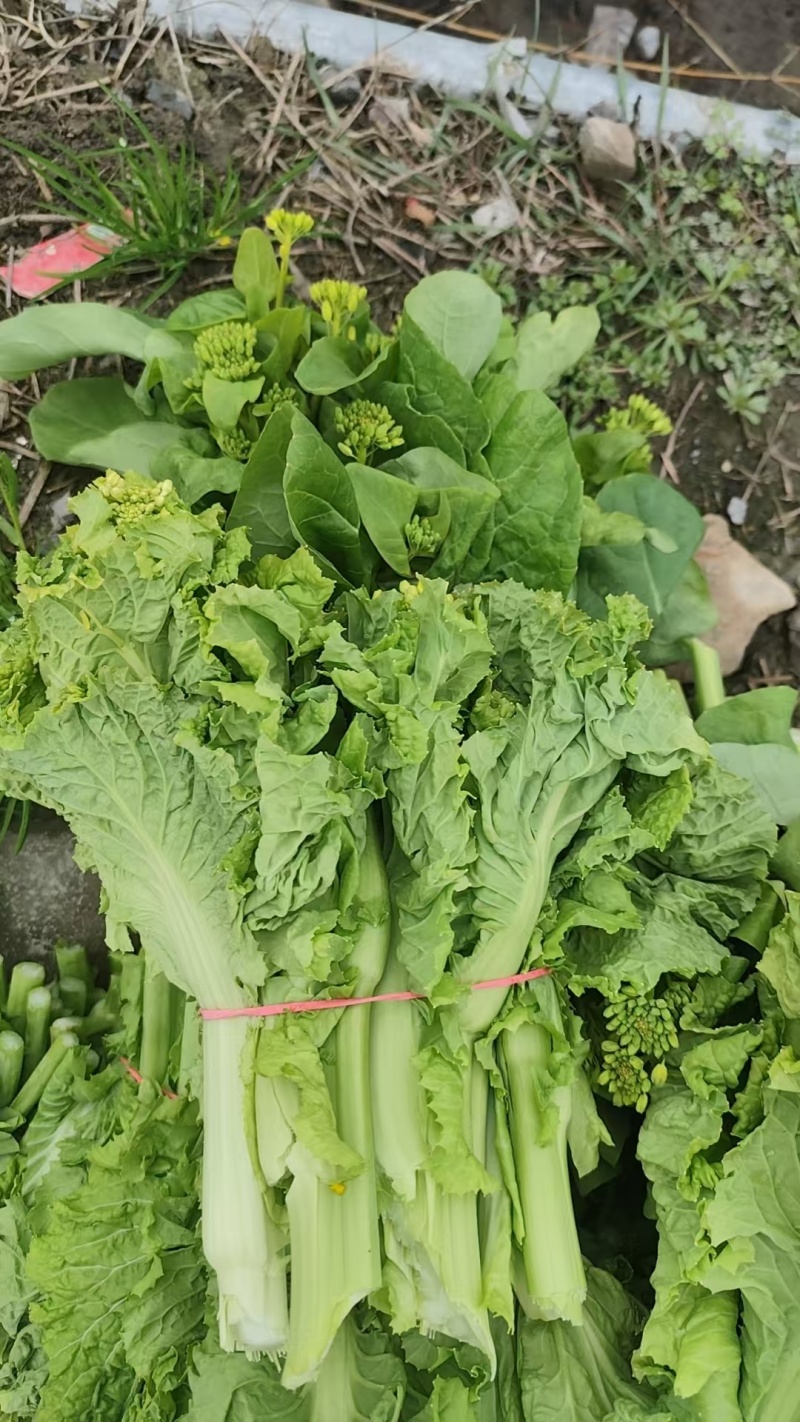白菜苔