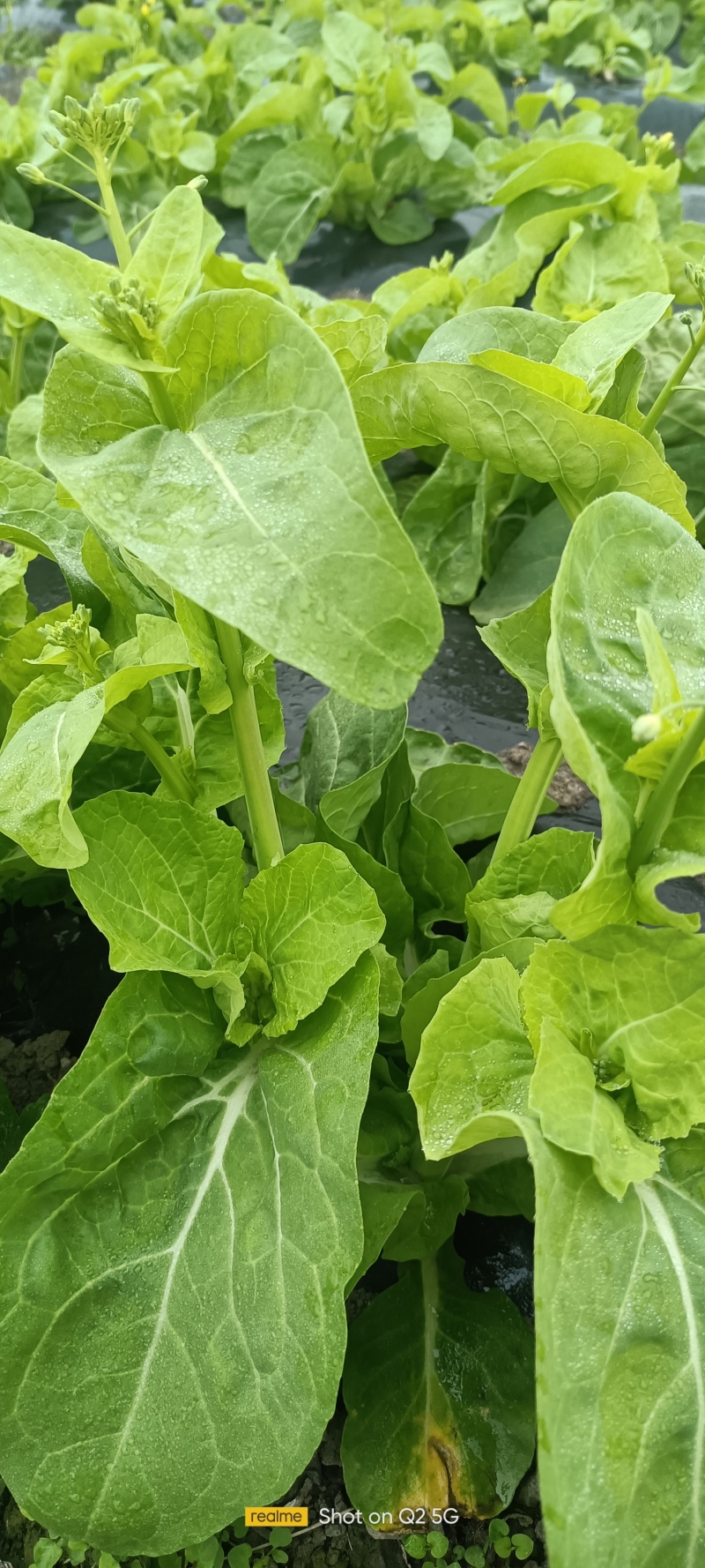 白菜苔