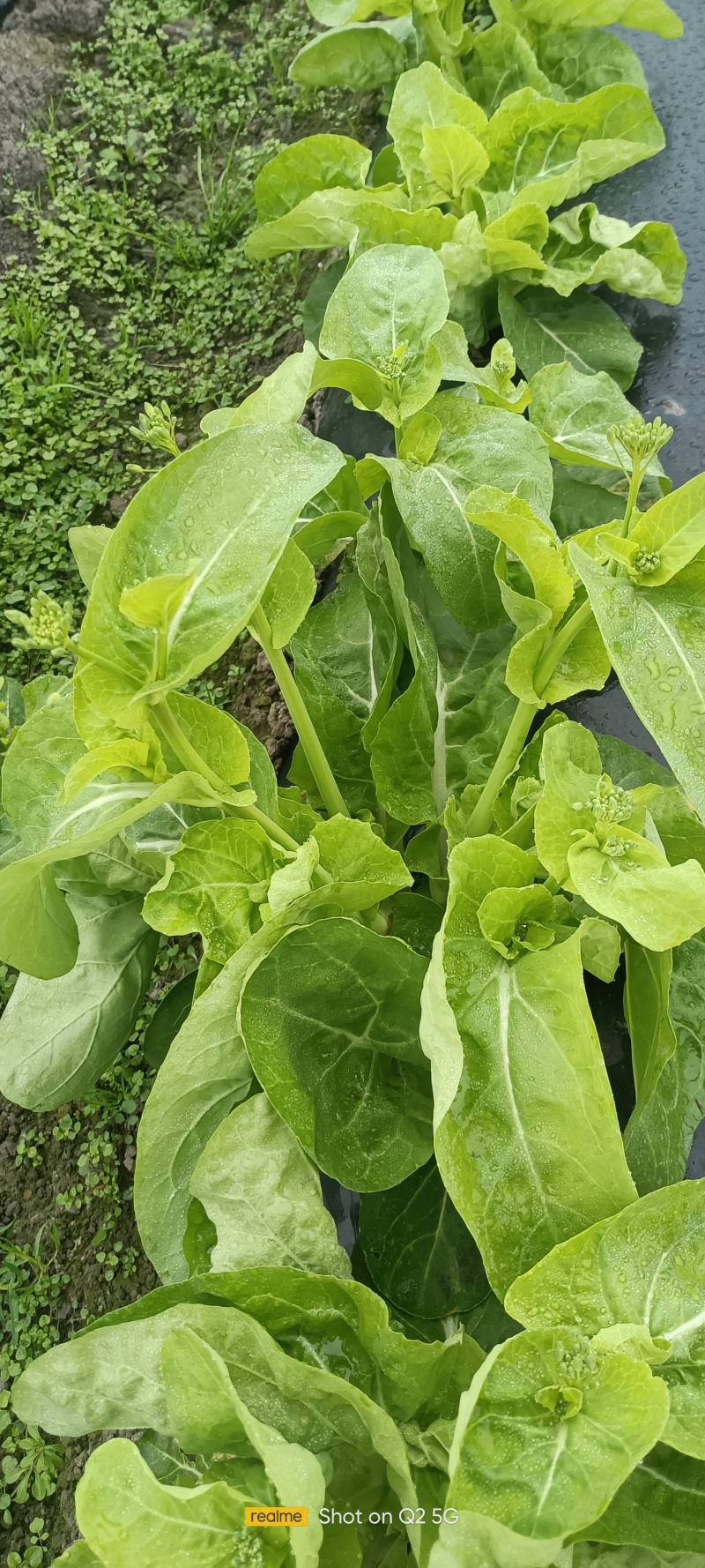 白菜苔
