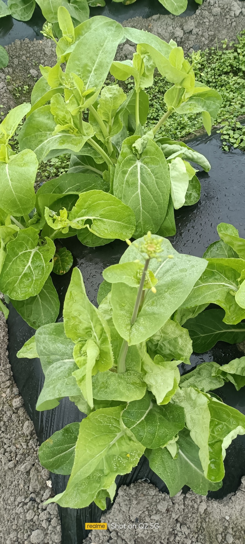 白菜苔