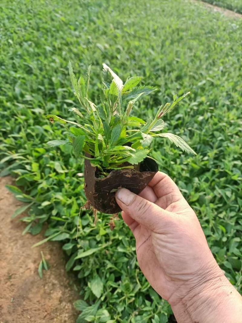 柳叶马鞭草