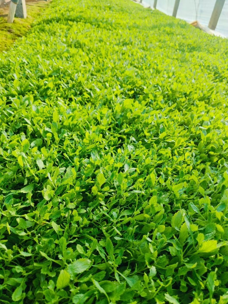 柳叶马鞭草