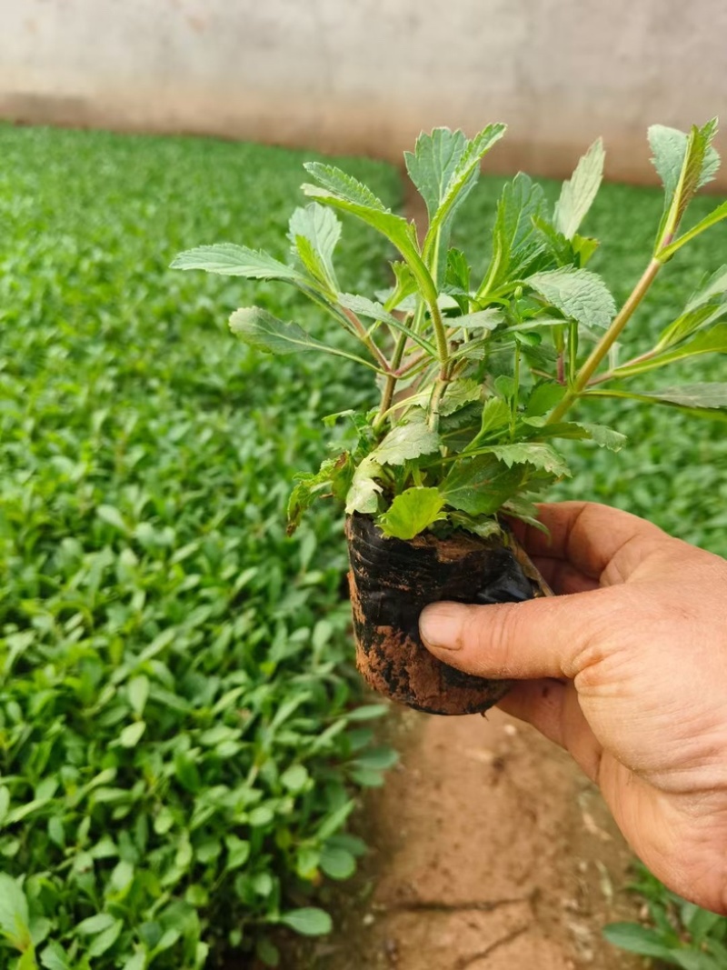柳叶马鞭草