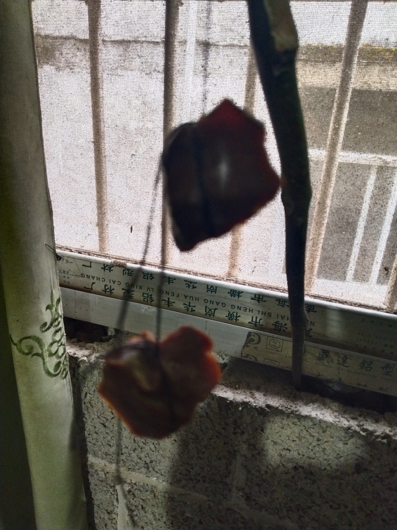 鸡中宝