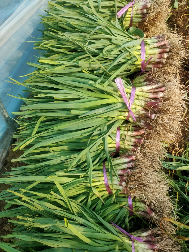 精品，红根蒜苗面积大，条形好，颜色鲜绿好打捆！