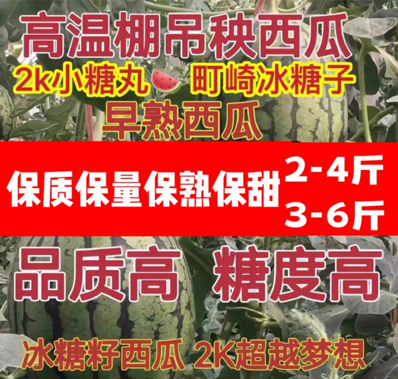 2k小吊瓜，L600西瓜，潍坊吊瓜，小西瓜，小糖丸吊瓜！