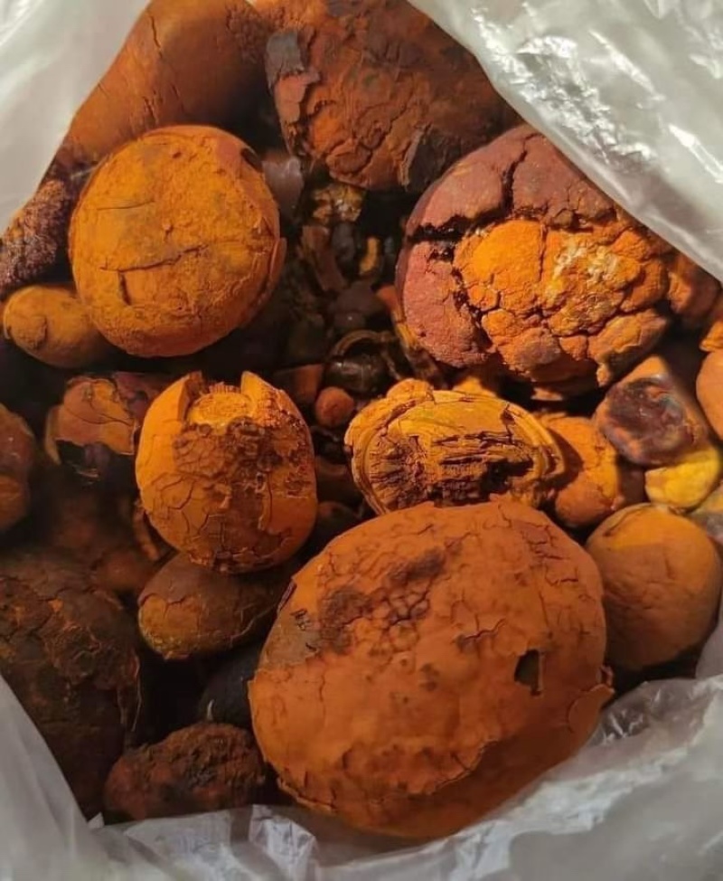 天然牛黄：屠宰场供应