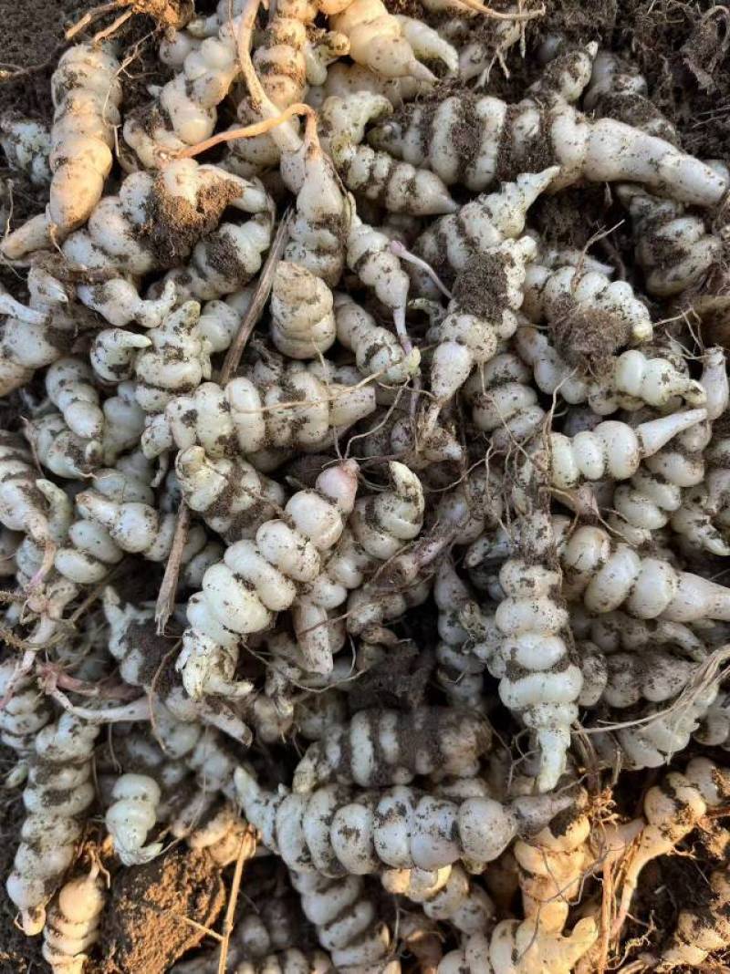 螺丝菜甘露子地溜子地环