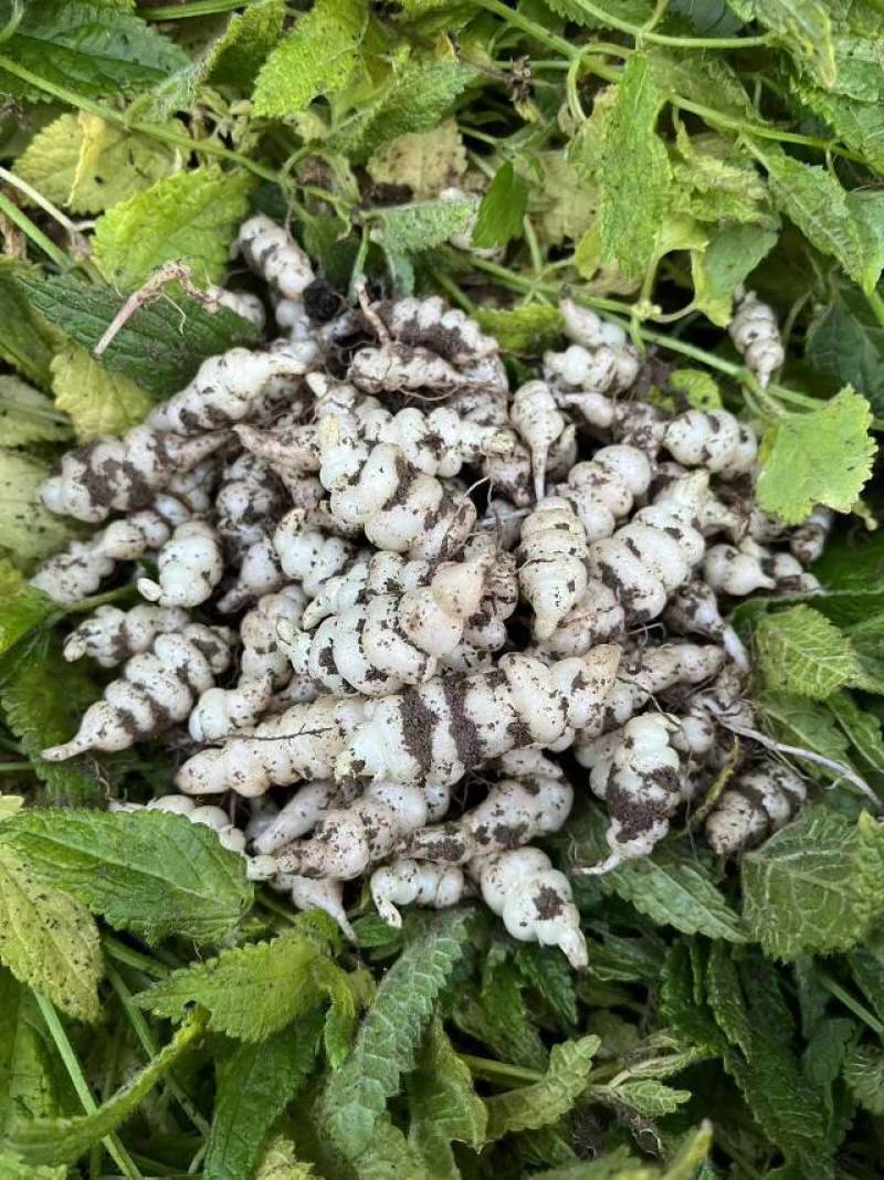 螺丝菜甘露子地溜子地环