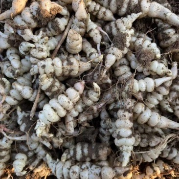 螺丝菜甘露子地溜子地环
