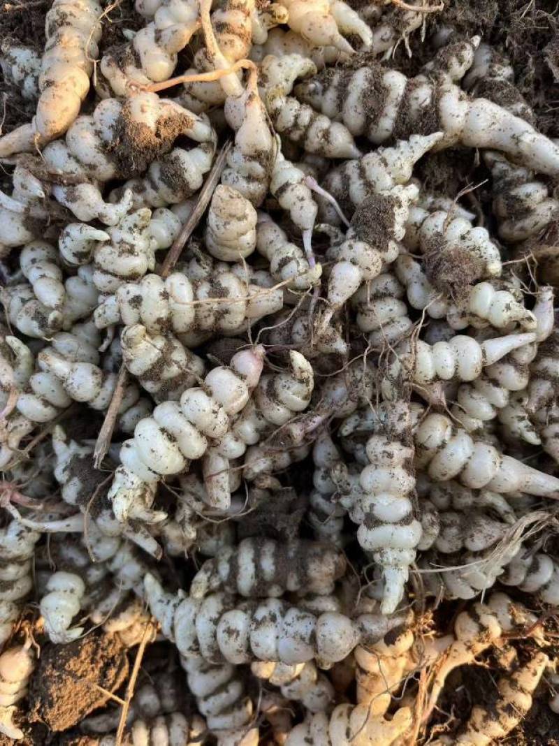 螺丝菜甘露子地溜子地环