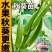 精品秋葵种苗黄秋葵红秋葵，可视频看货物流生鲜加急