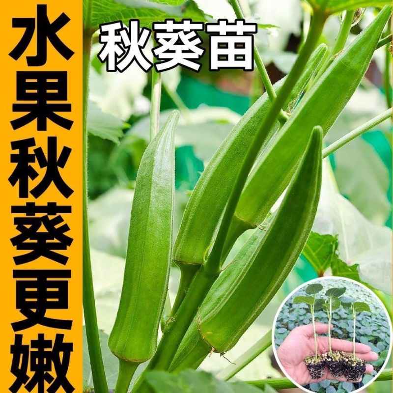 精品秋葵种苗黄秋葵红秋葵，可视频看货物流生鲜加急