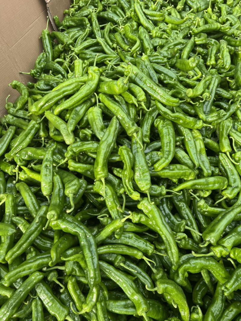 301辣椒，301大椒，薄皮椒，薄皮大椒，大棚辣椒
