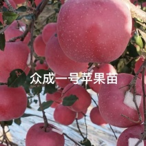 众成一号苹果苗包成活现挖现卖当年结果南北方种植