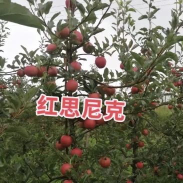 红思尼克苹果苗包成活现挖现卖当年结果南北方种植